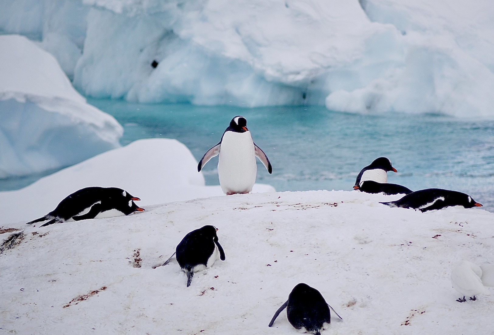 Gentoo penguins stand on the snow with the turquoise water of Paradise Bay in the background 