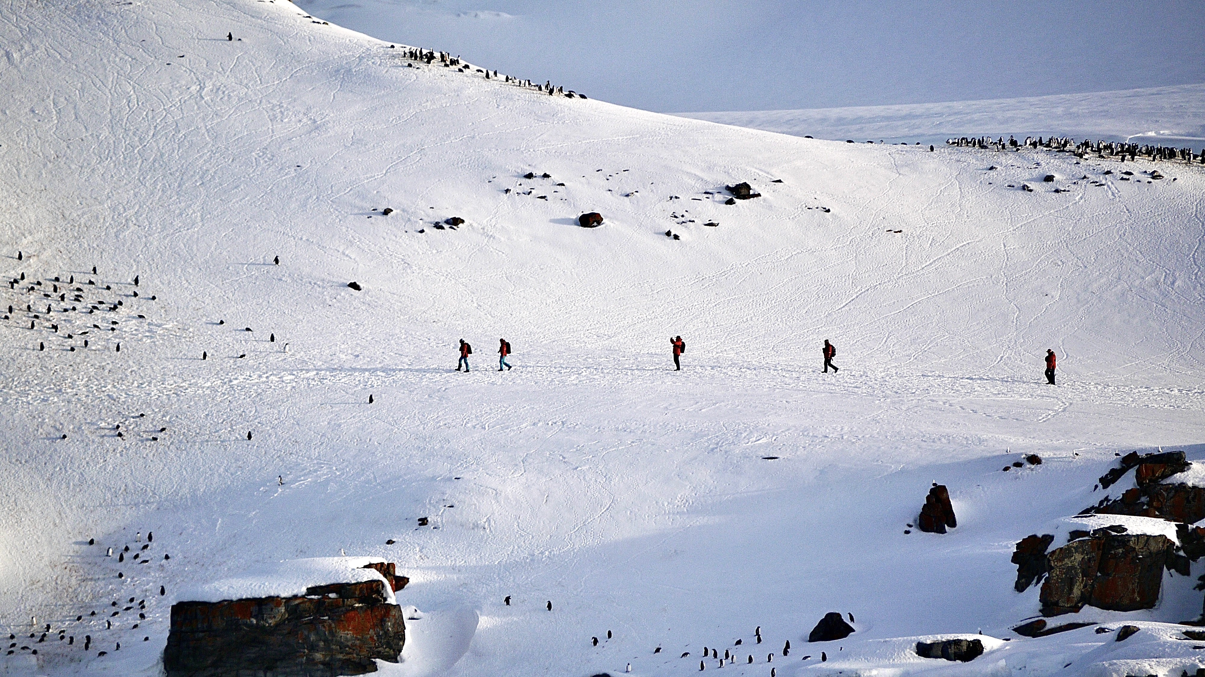 A group of travellers walk along a ridgeline among penguins scattered across the mountain at Half Moon Island