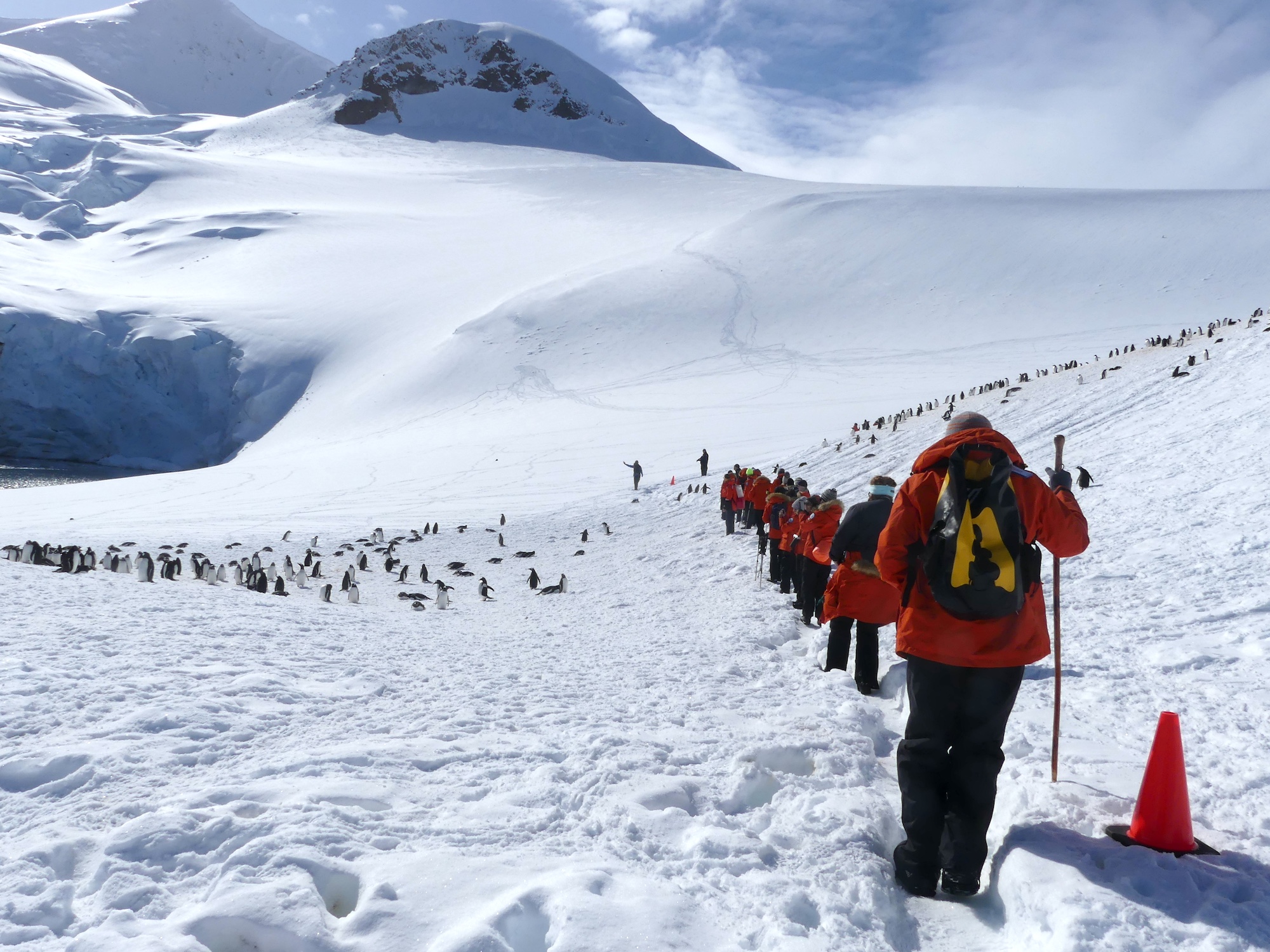 Guests walk in a straight line towards penguins at Neko Harbour