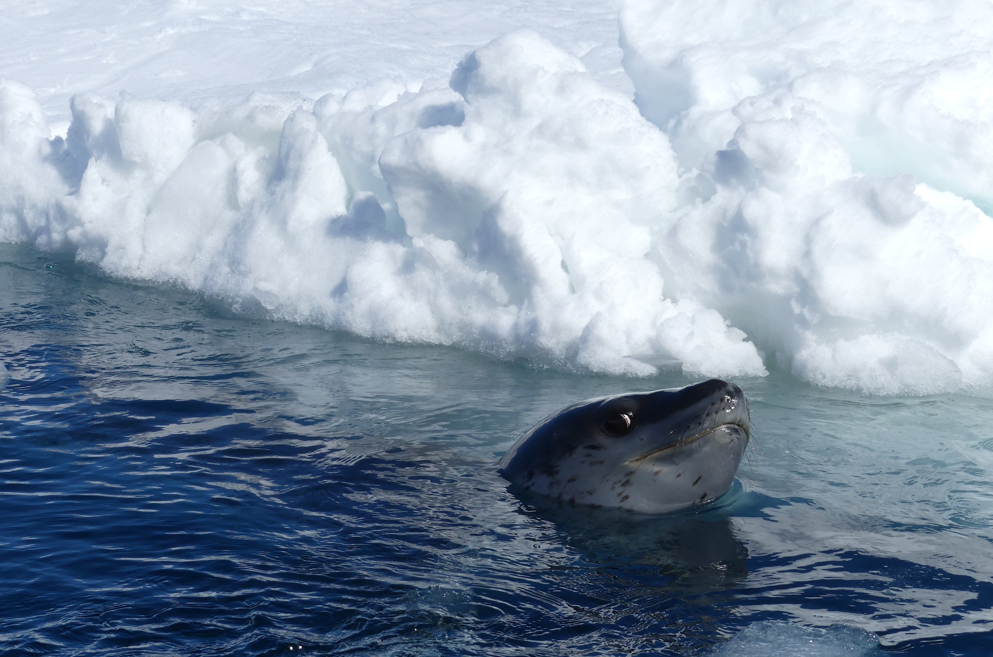A leopard seal pops its head up out of the water