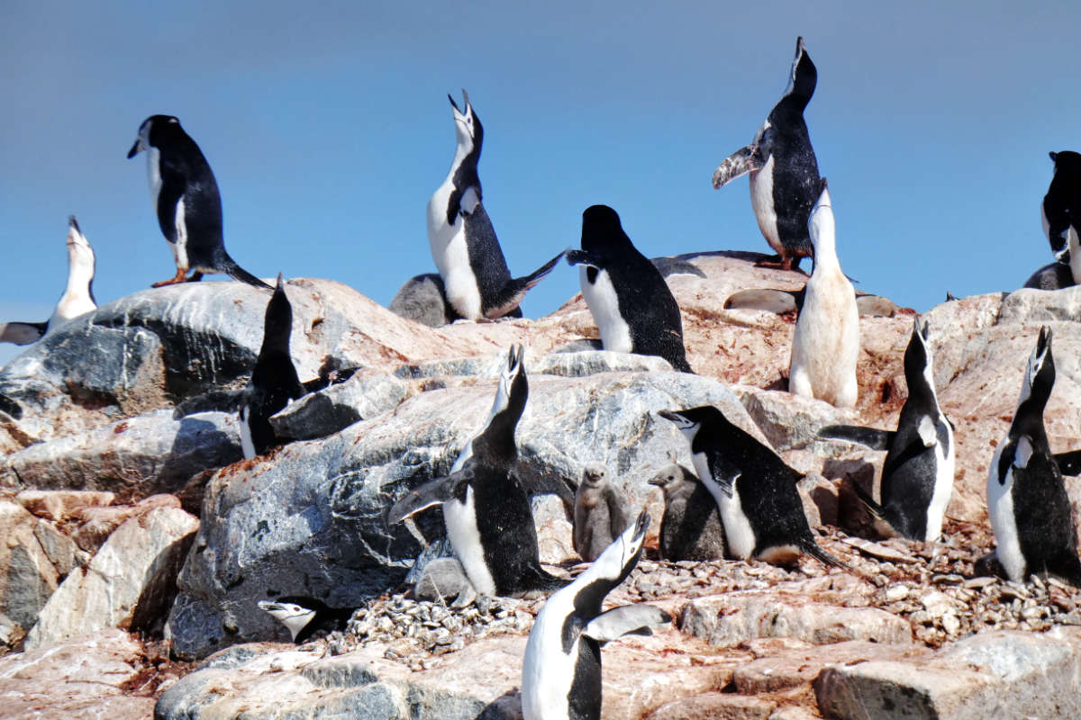 Chinstrap penguins, Antarctica