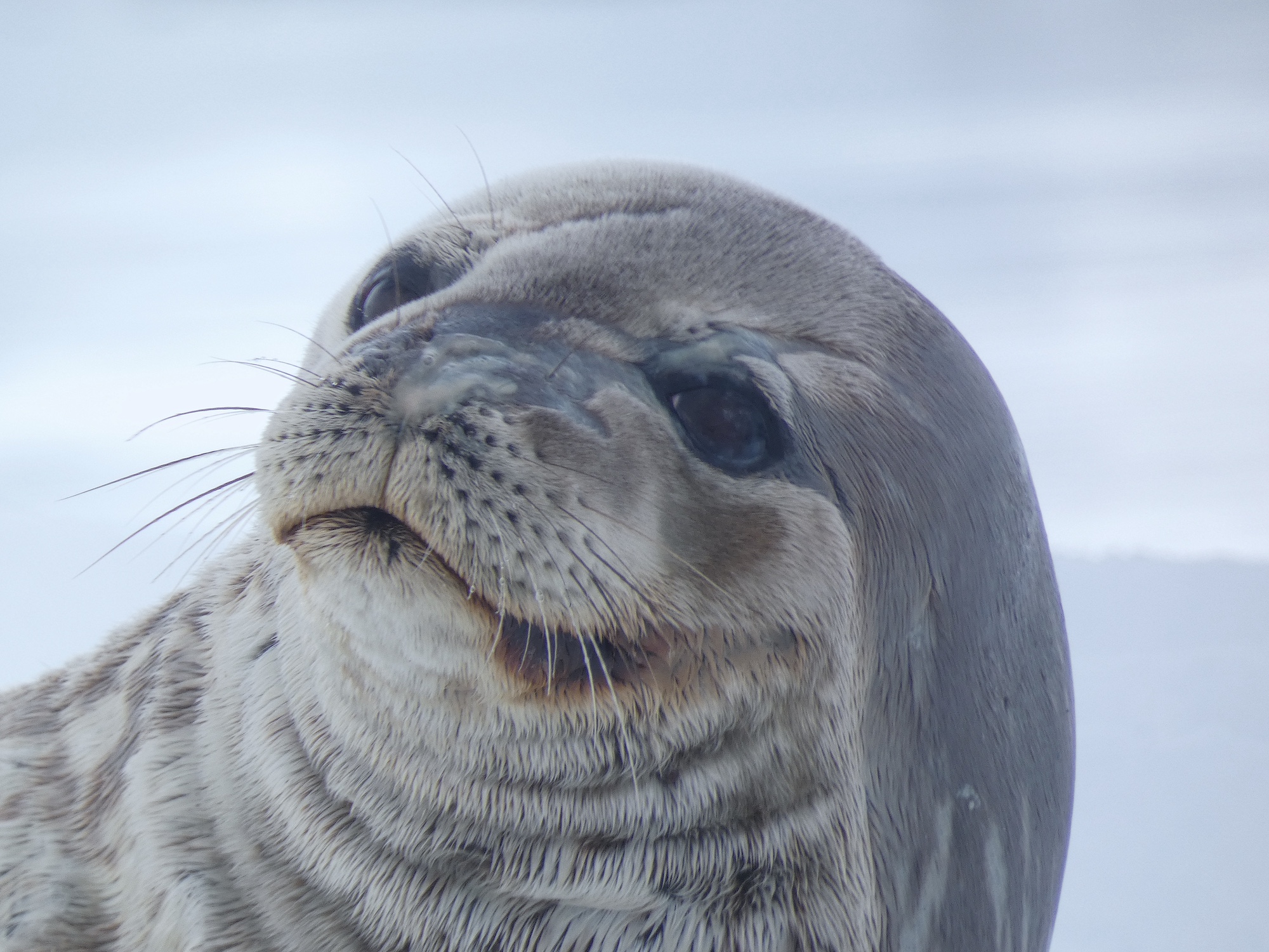 Ian's photos of a seal