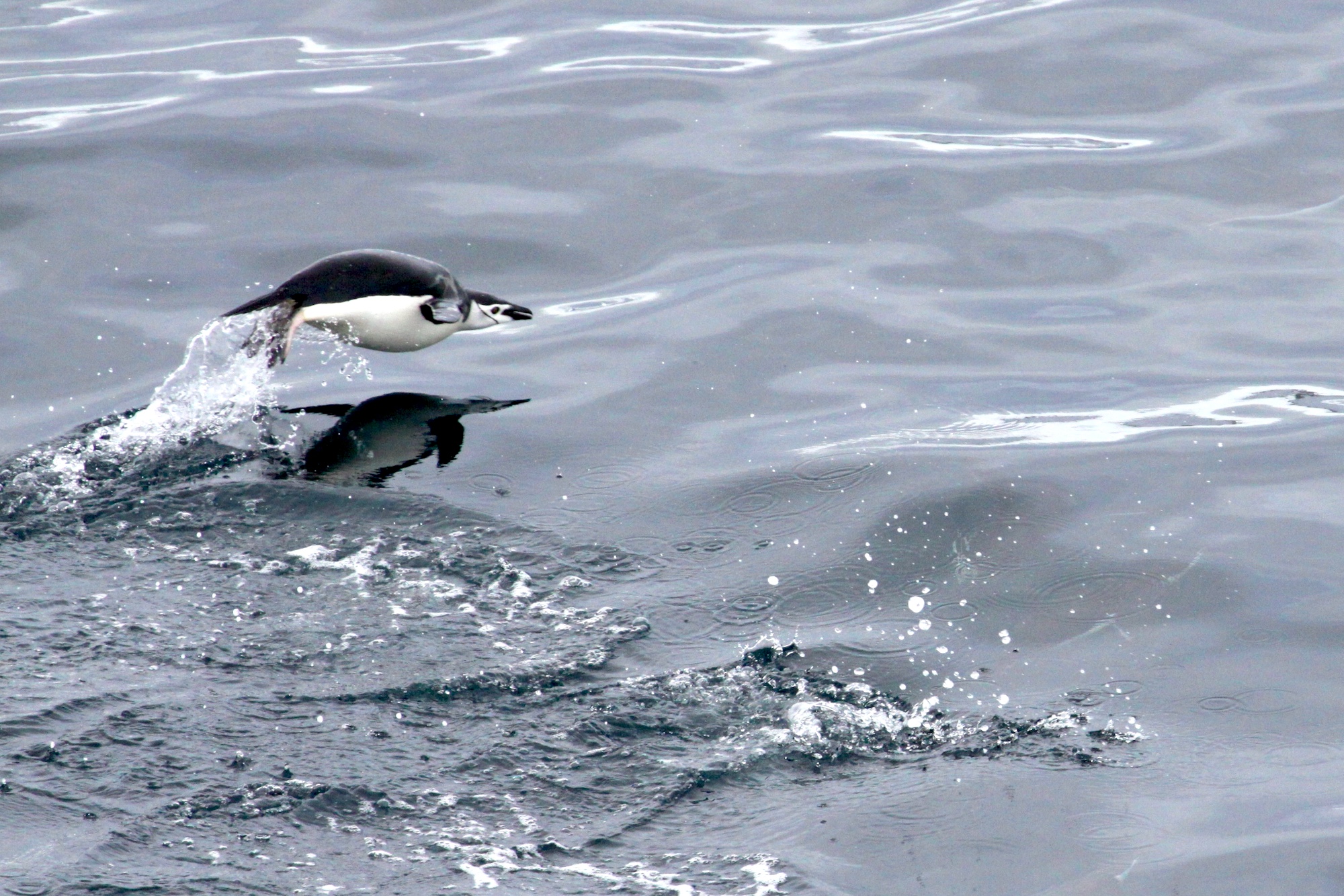 A chinstrap penguin leaps from the water in Melchoir Bay, Antarctica 