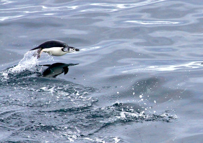 A chinstrap penguin leaps from the water in Melchoir Bay, Antarctica