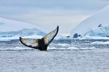 Wildlife of the Antarctic Peninsula