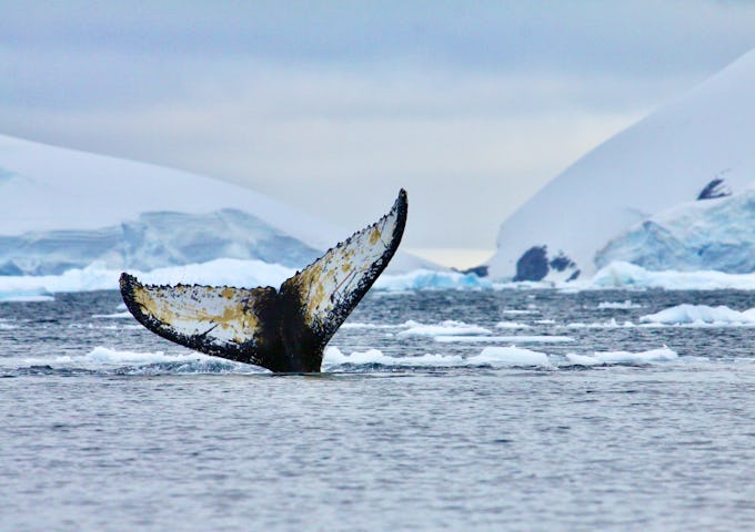 A humpback whales flukes poking out of the sea