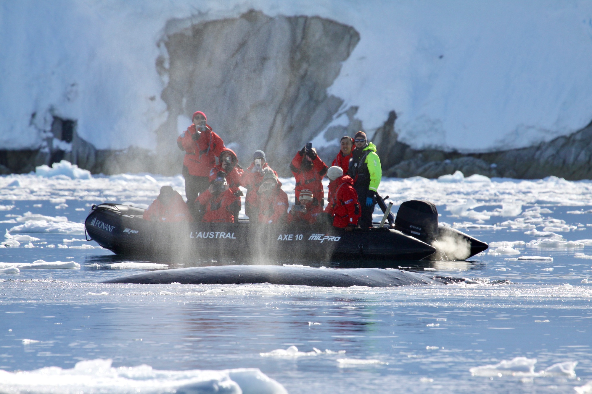 Guests spot a humpback whale right next to their zodiac boat 