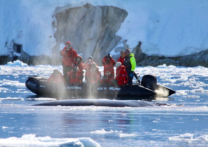 Guests spot a humpback whale right next to their zodiac boat