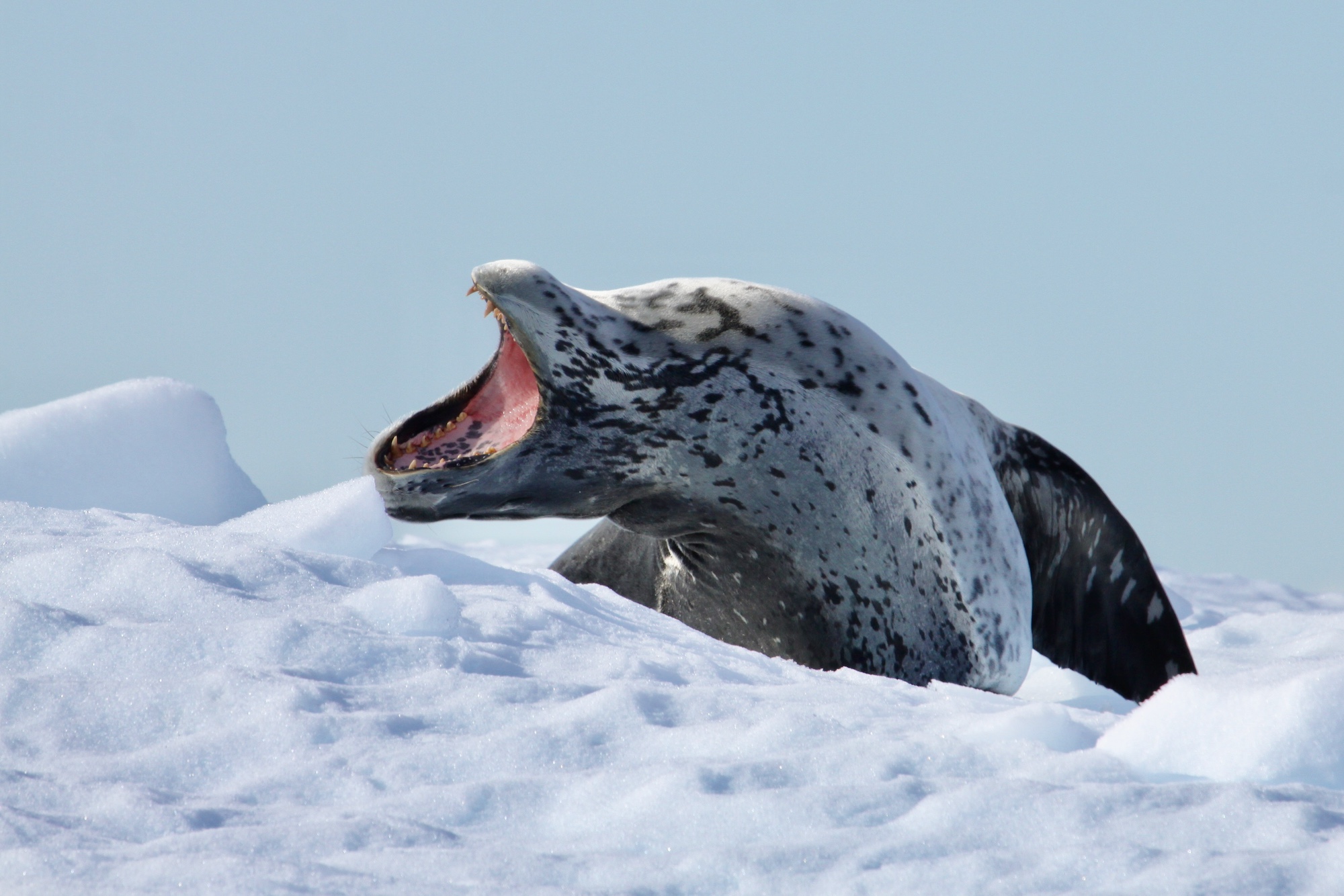 A leopard seal sleeping on an ice floe 