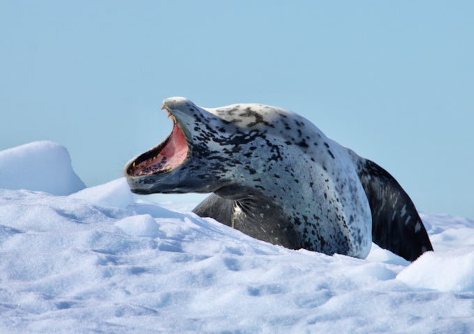 A leopard seal sleeping on an ice floe