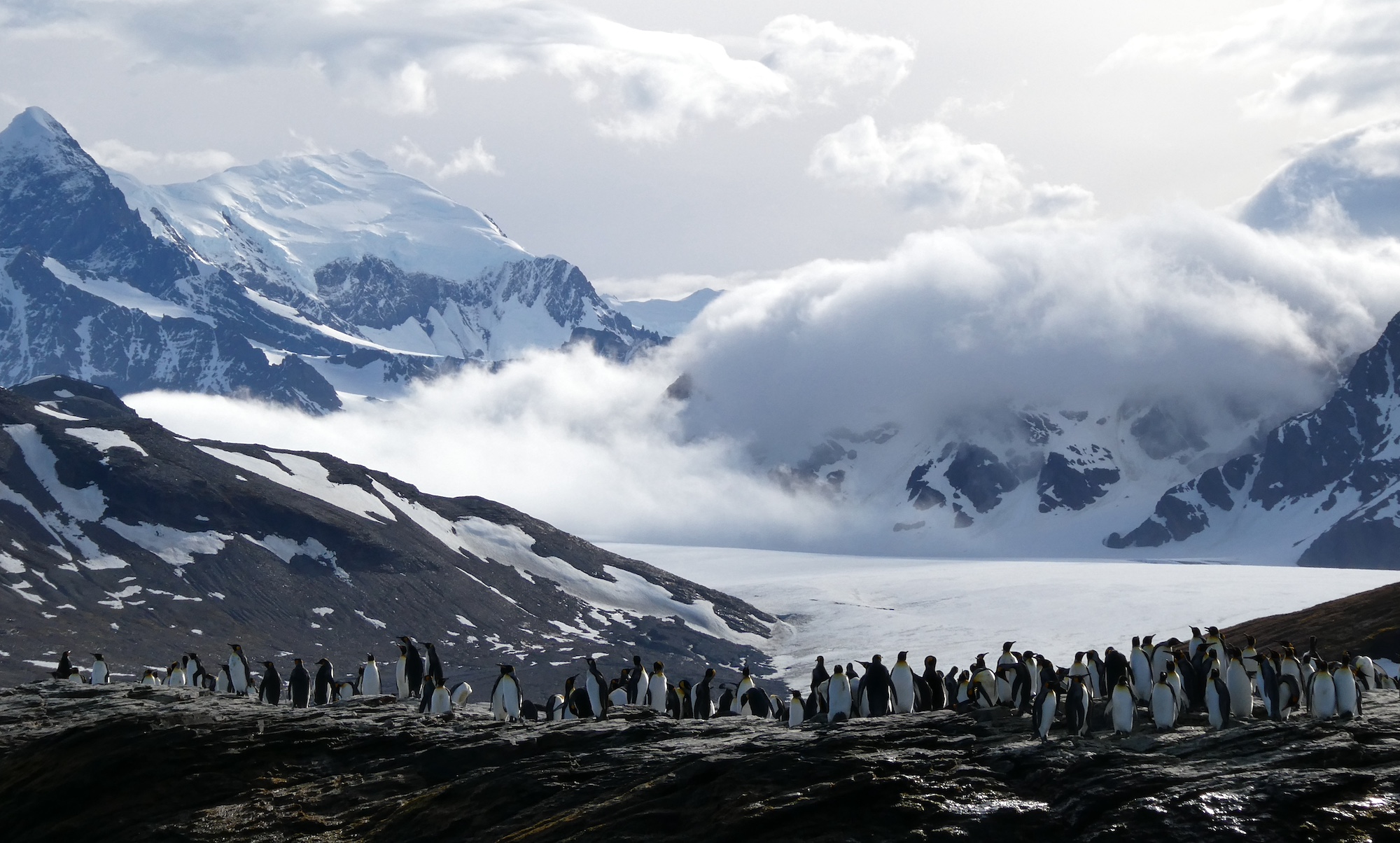 Penguins at St Andrew's Bay, South Georgia