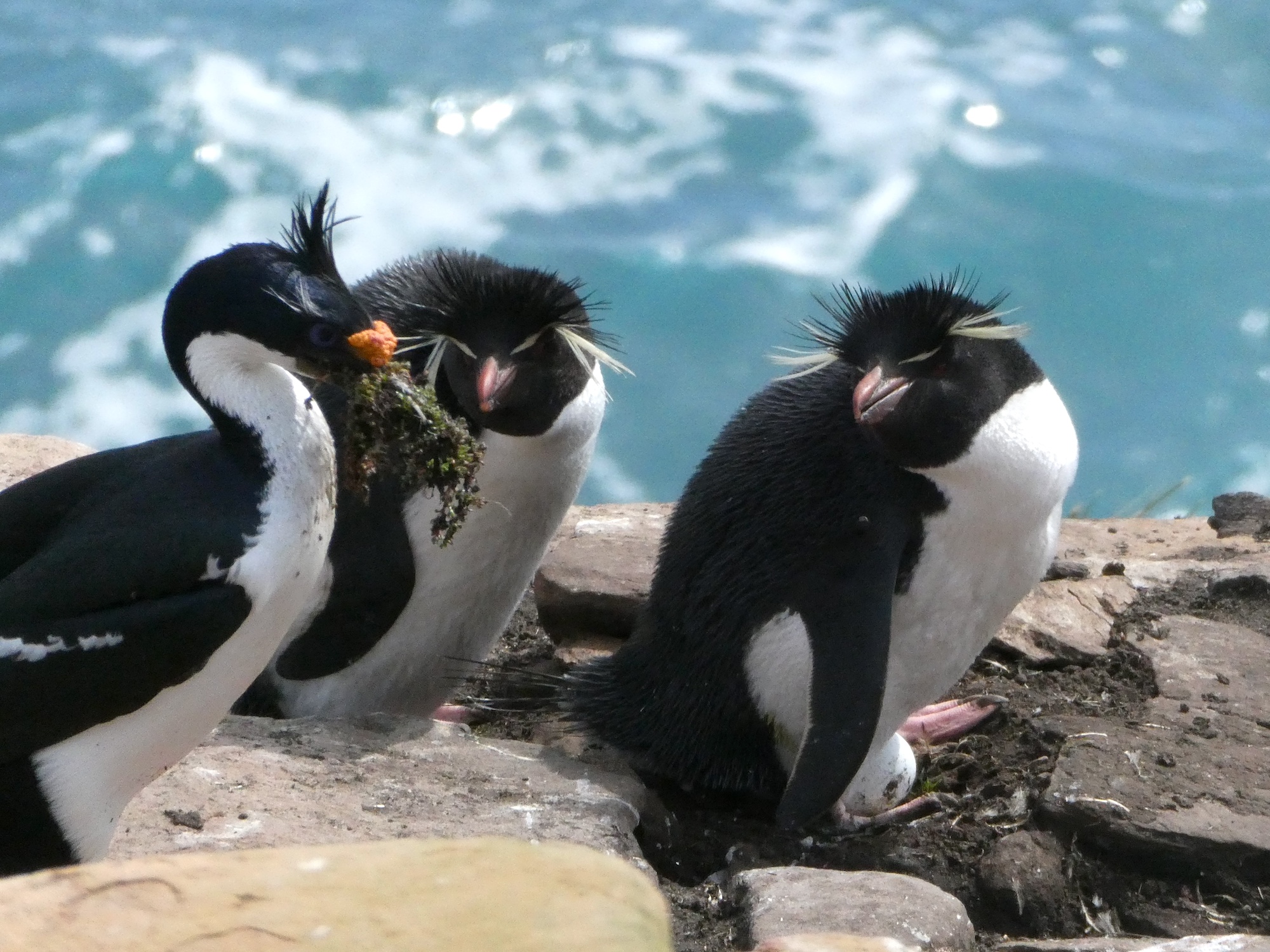 A shag pushes two rockhopper penguins out of the way 