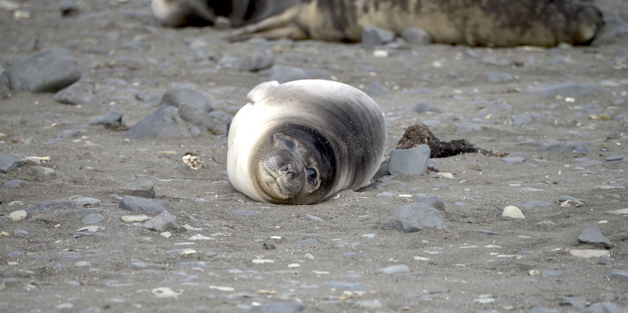 An elephant seal looks at the camera at elephant point
