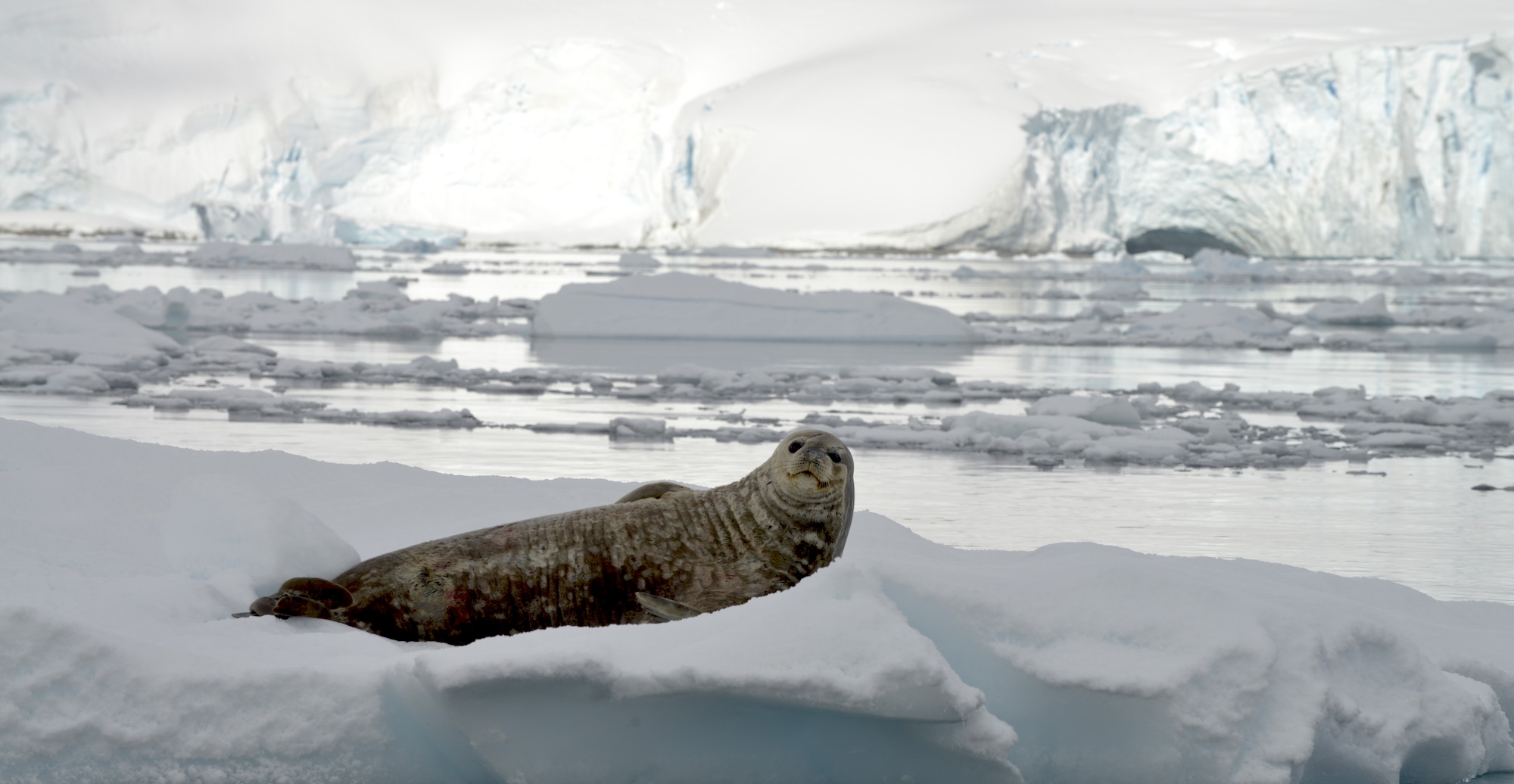 A weddell seal looks at the camera while lounging on ice