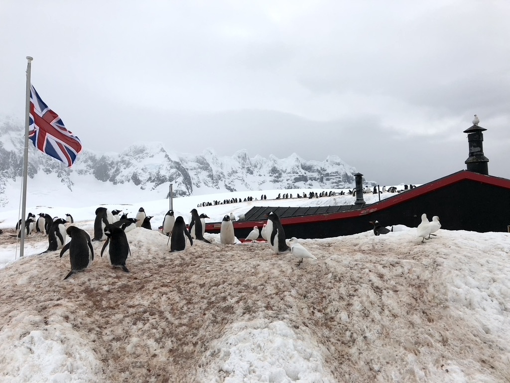 Penguins stand on dirty-looking snow next to the United Kingdom's flag at Port Charcot, Antarctica