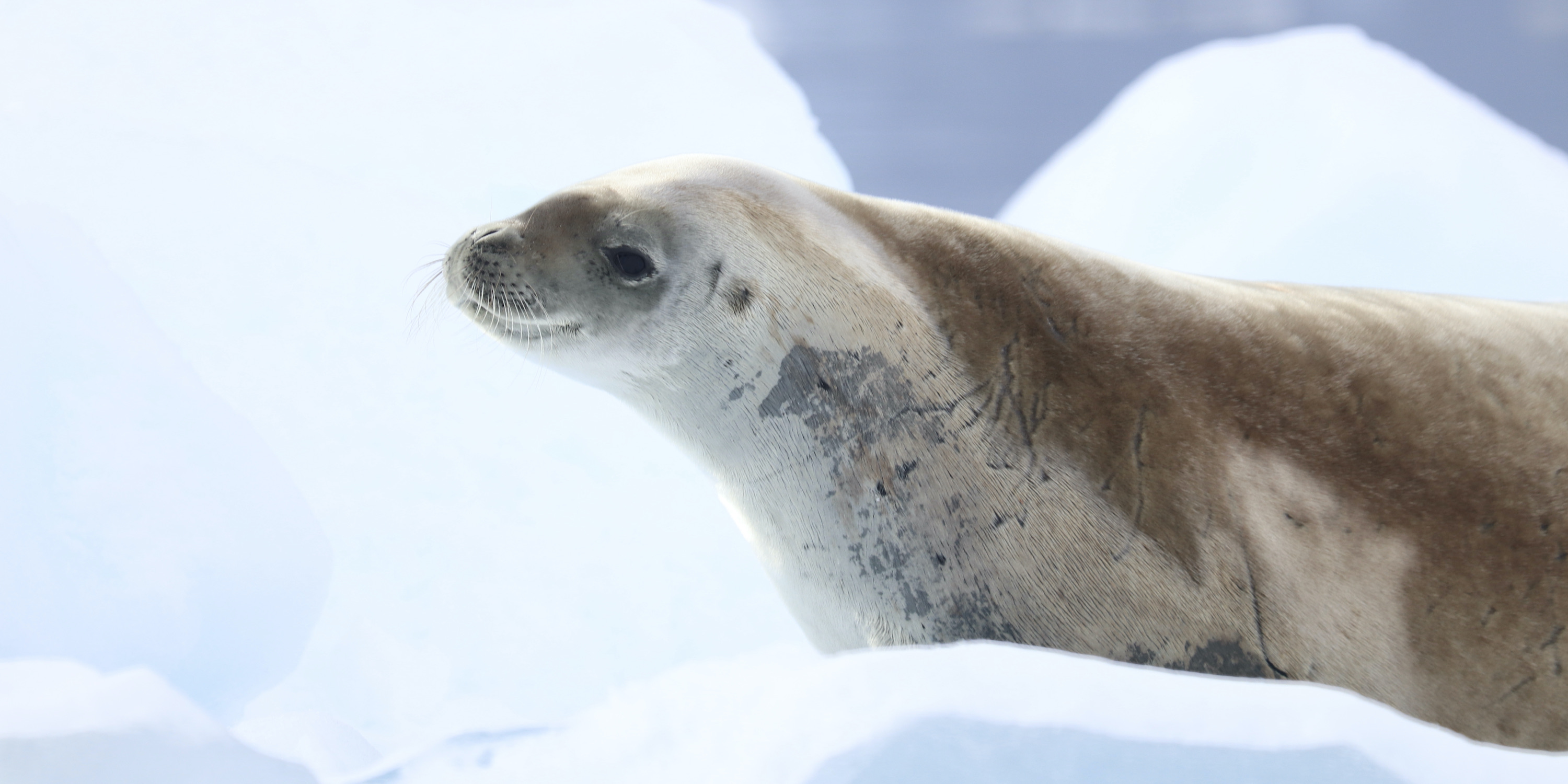 Crabeater seal on ice 
