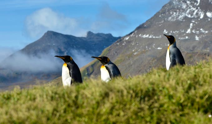 Fly-Sail Antarctica & South Georgia