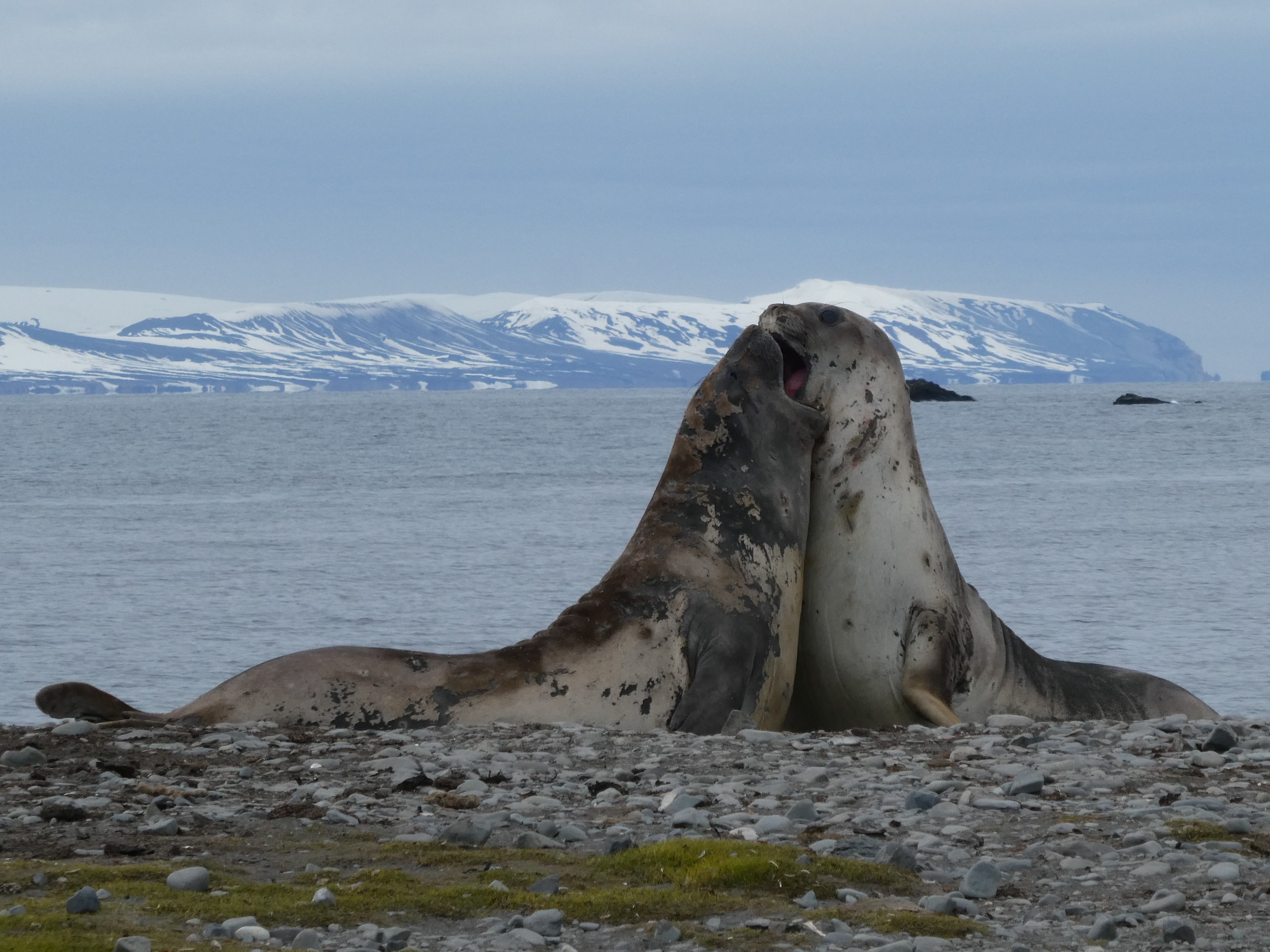 Two elephant seals battle it out in Antarctica