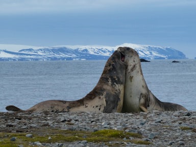 Two elephant seals battle it out in Antarctica