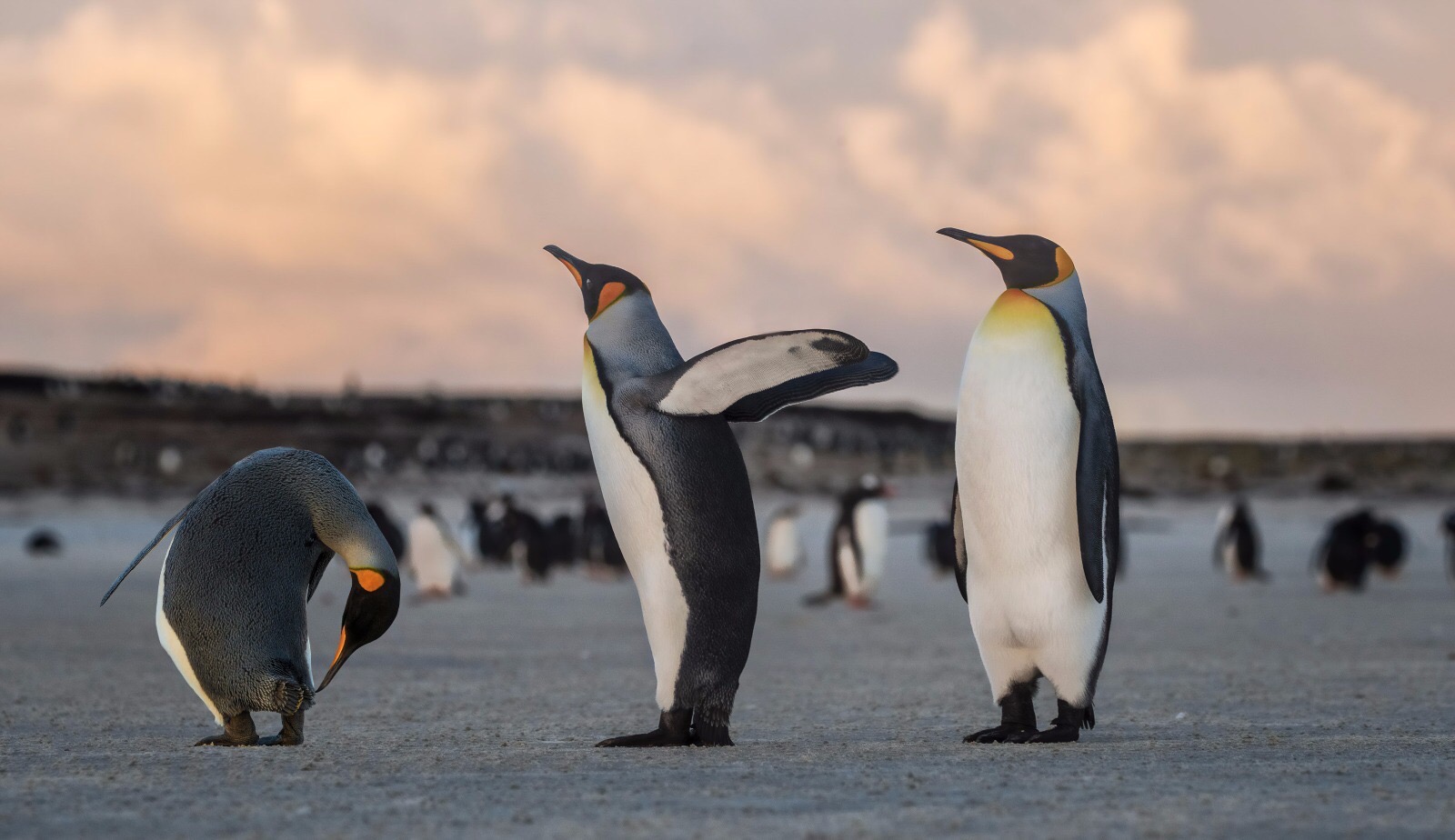 Kings penguins at dusk, South Georgia, Antarctica