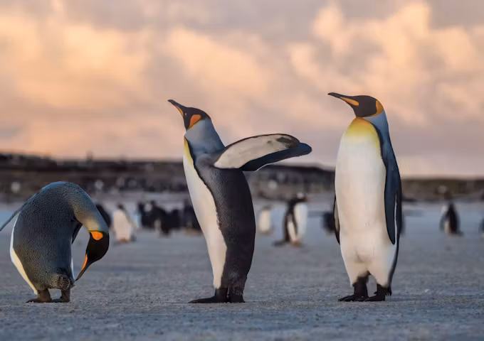 Kings penguins at dusk, South Georgia, Antarctica