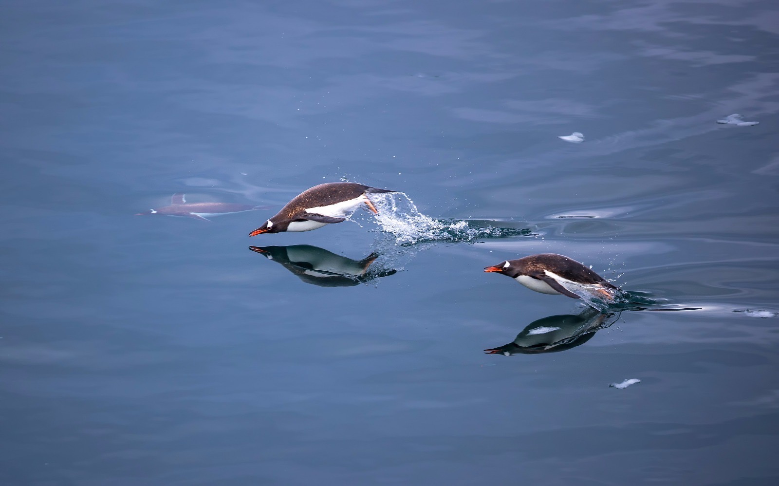 Photography Tours South Georgia