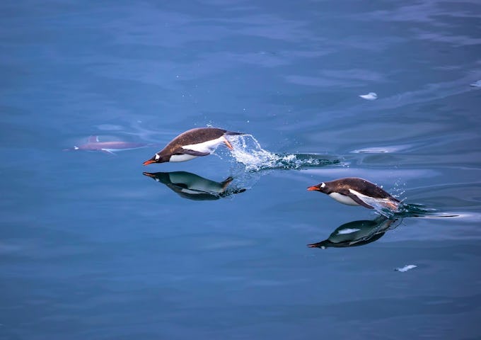 Photography Tours South Georgia