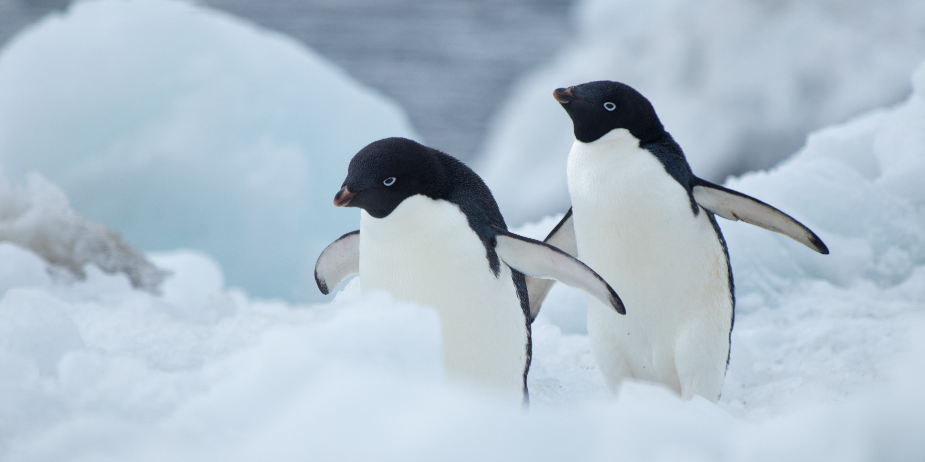 Two Adelie penguins