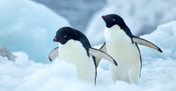 Two Adelie penguins