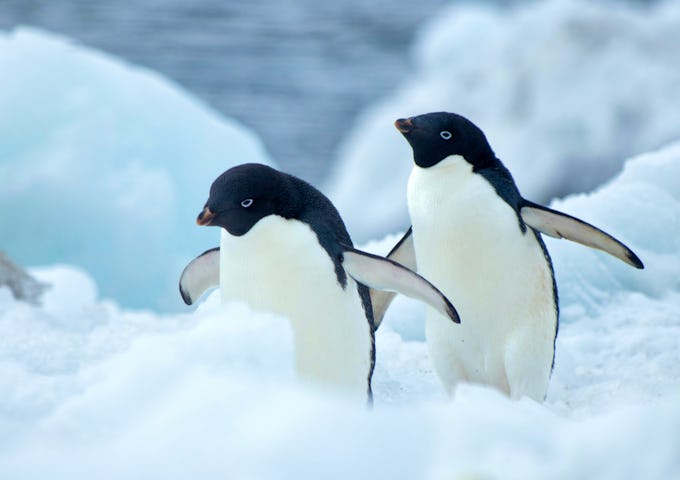Two Adelie penguins