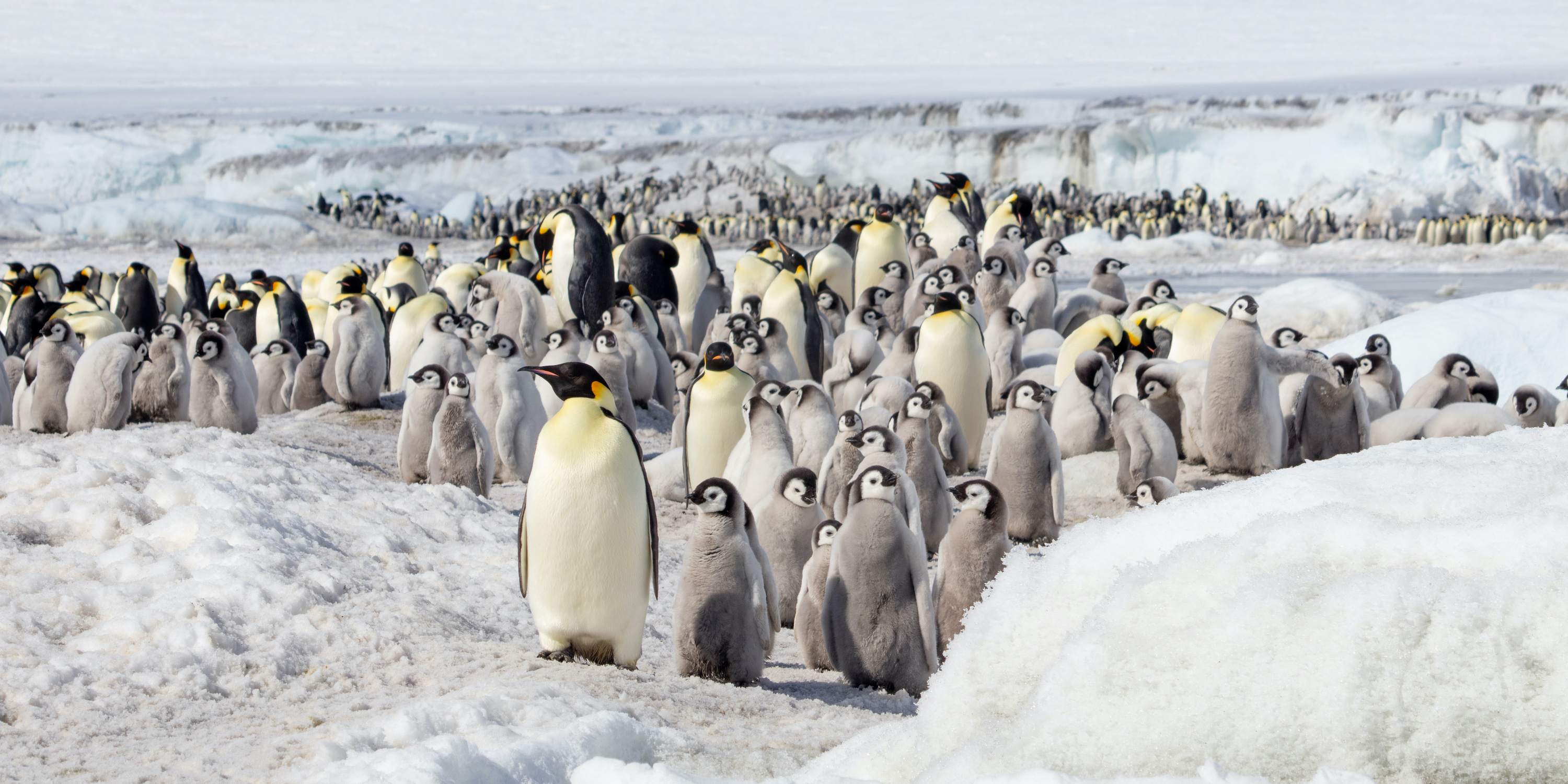 Emperor penguins and chick at Snow Hill in the Weddell Sea