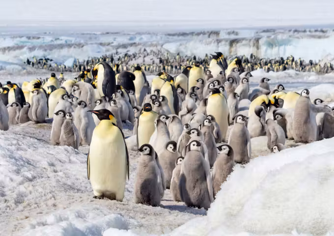 Emperor penguins and chick at Snow Hill in the Weddell Sea