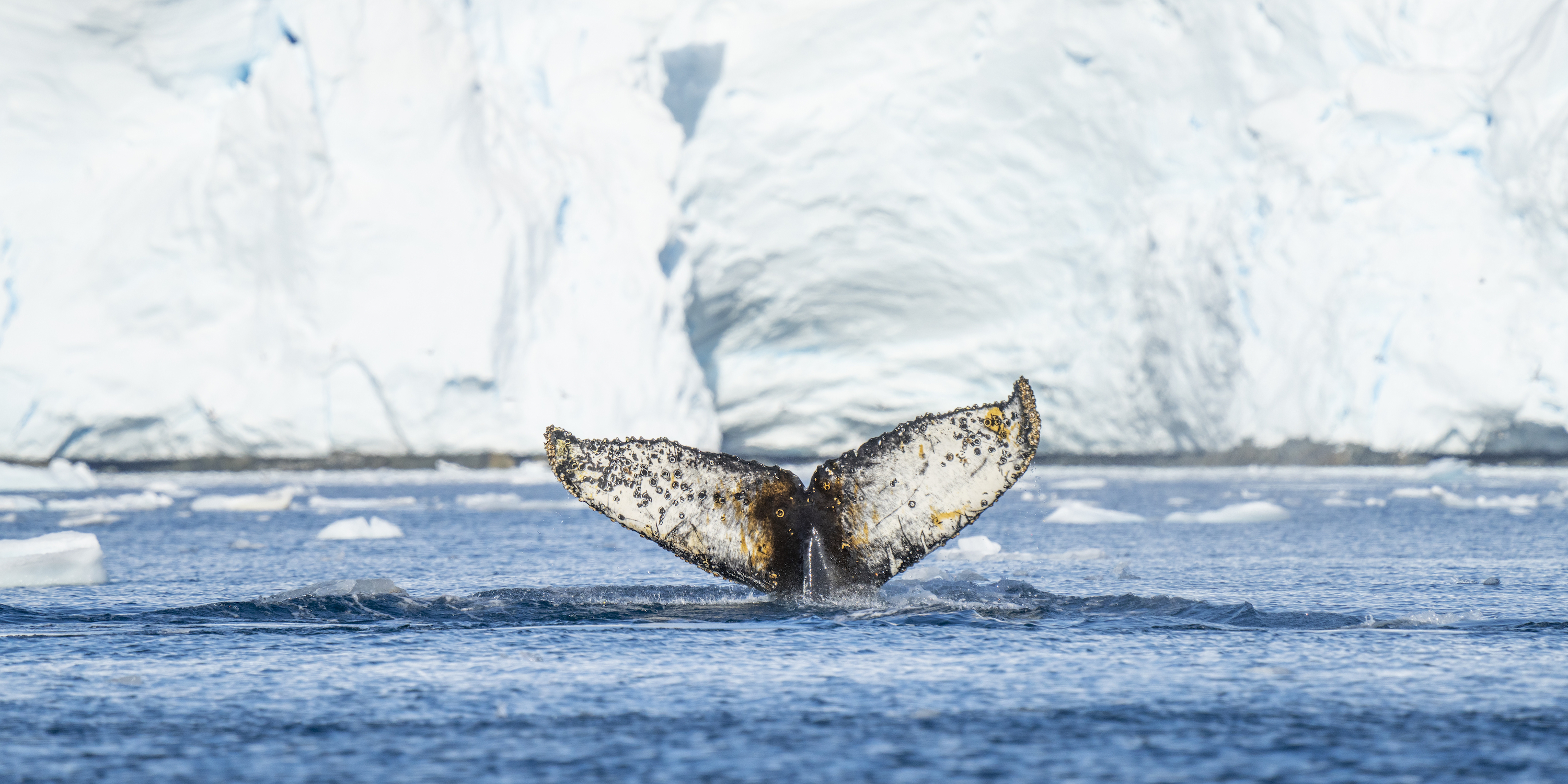 Humpback whale showing its flukes in Antarctica