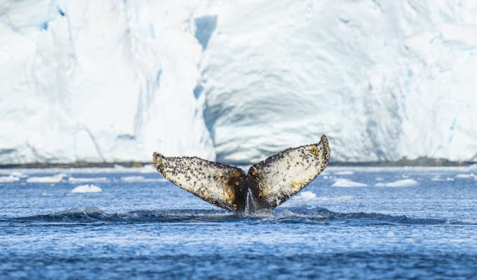 SWO_5_ALL_BurnhamArlidge_humpack-whale-fluke-Patagonia-bay-gallery