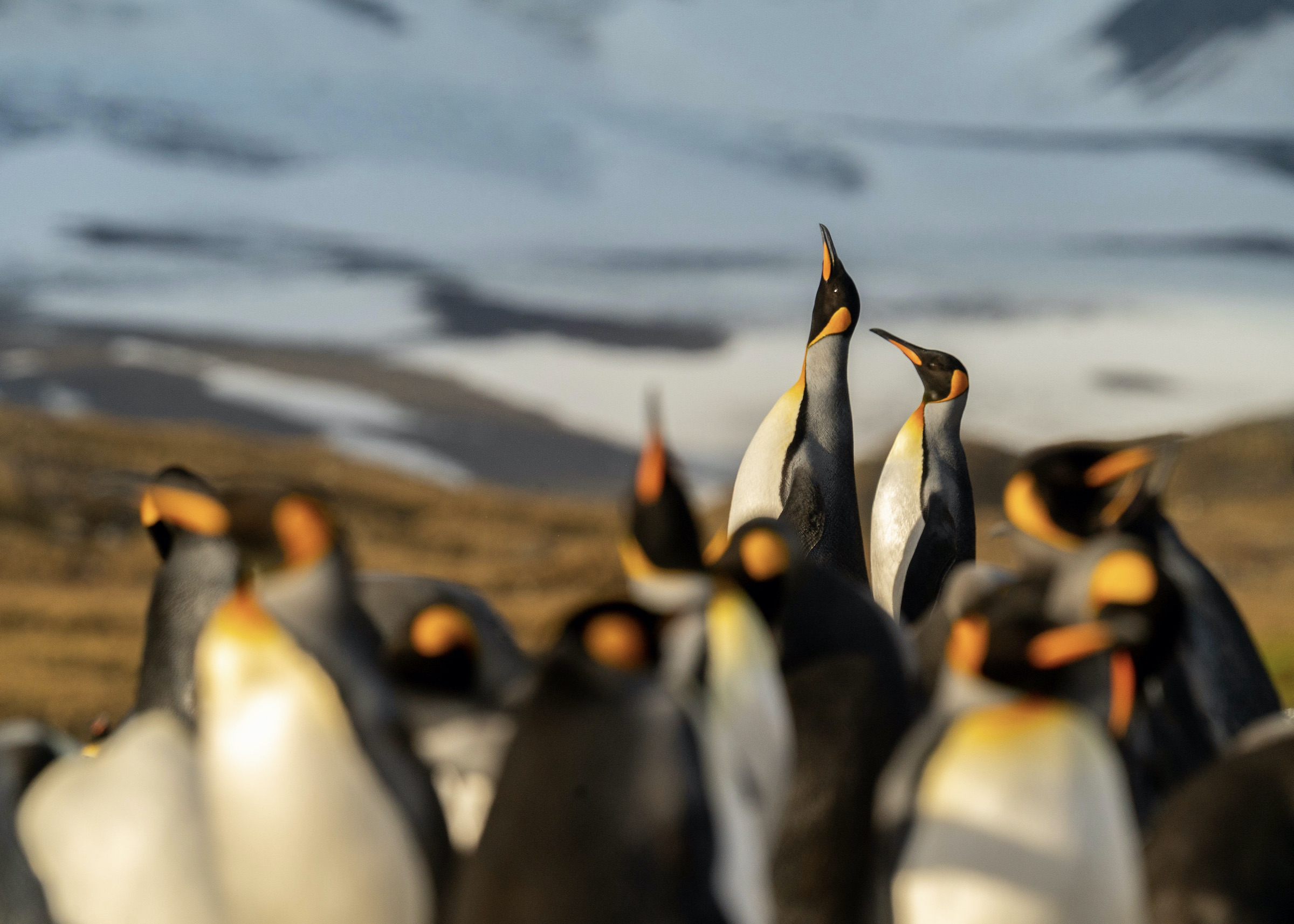 King penguins in the golden hour on South Georgia
