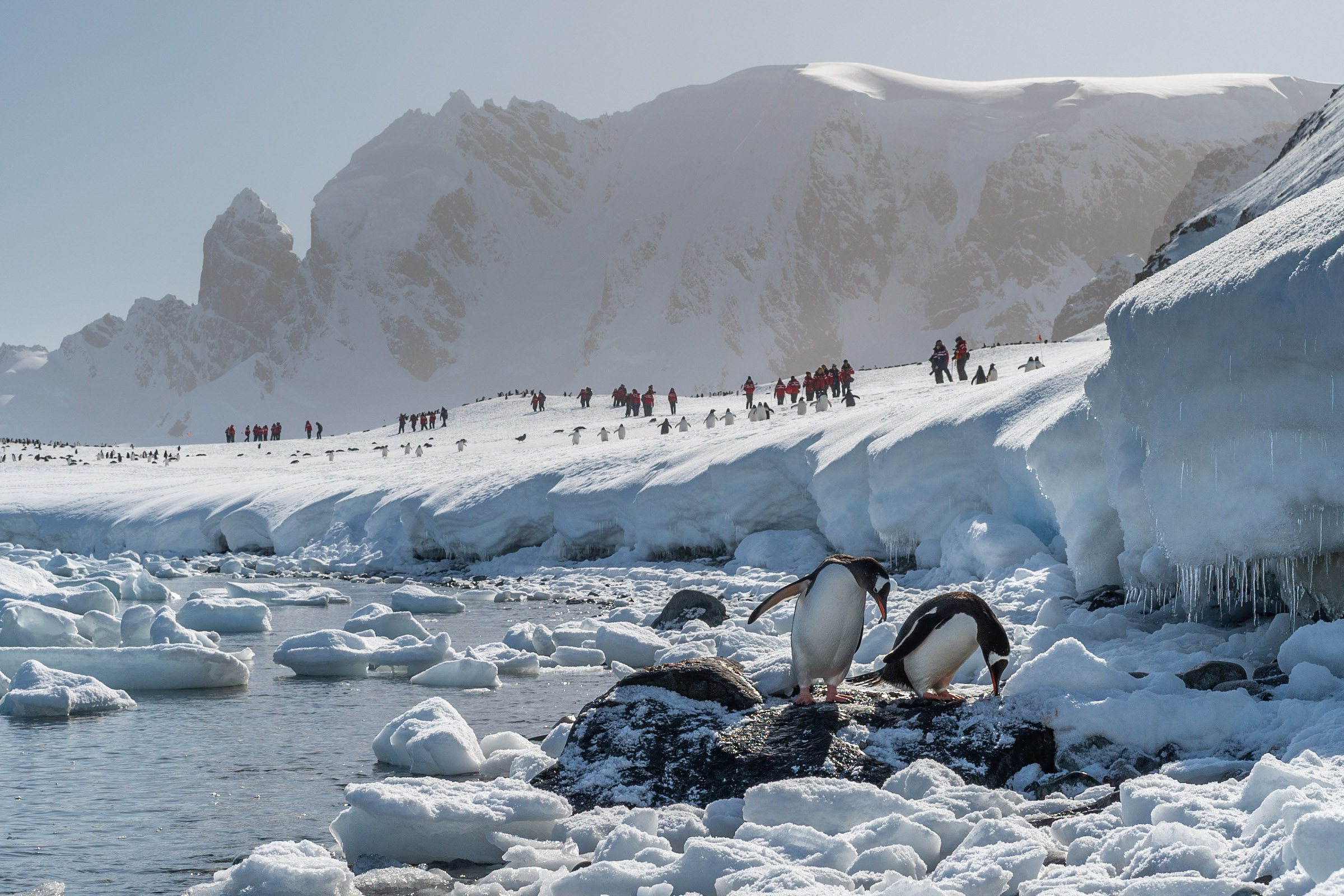 Gentoo penguins on Cuverville Island