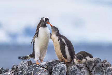 Gentoo penguin feeding its chick in Antarctica