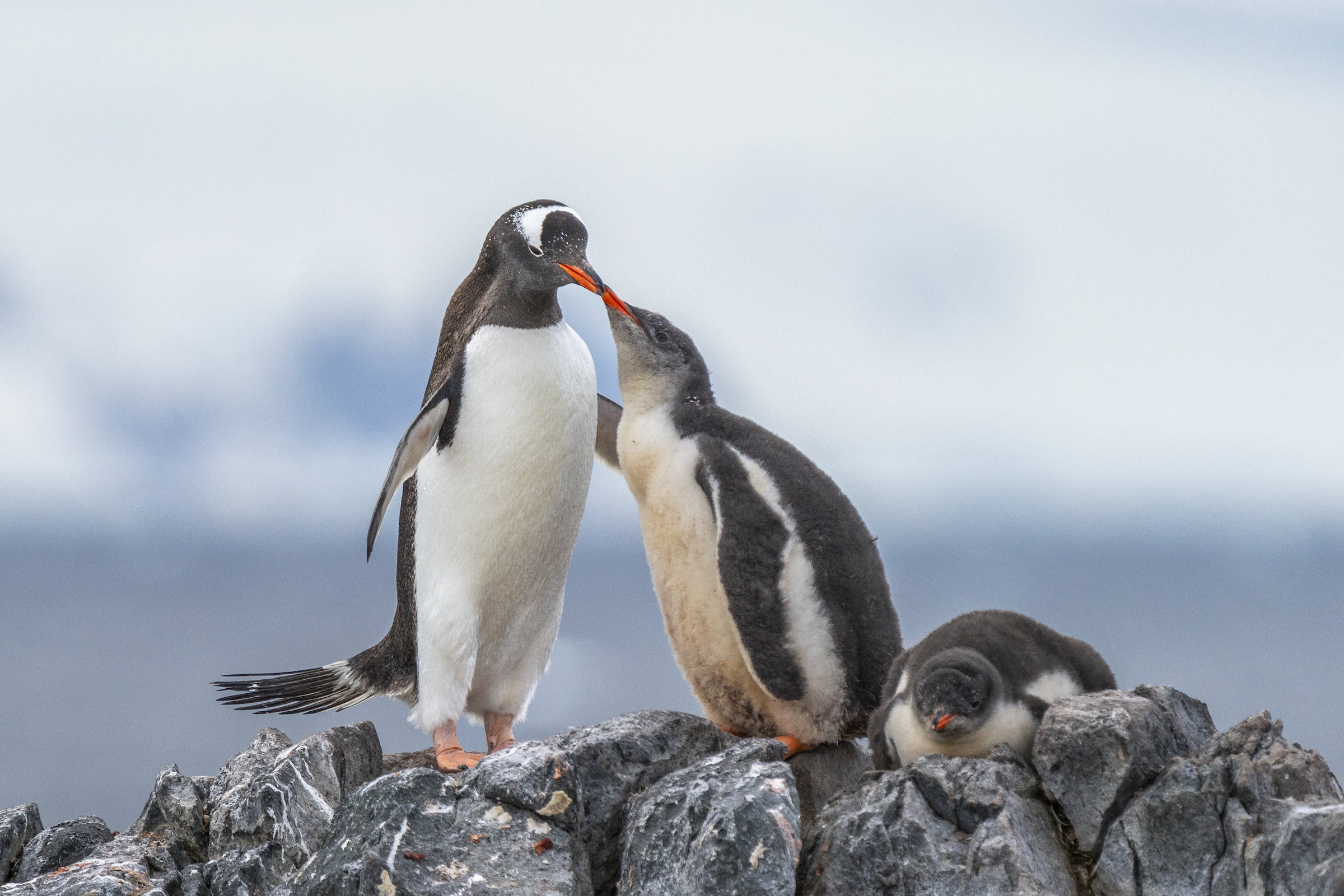 Gentoo penguin feeding two chicks in Antarctica