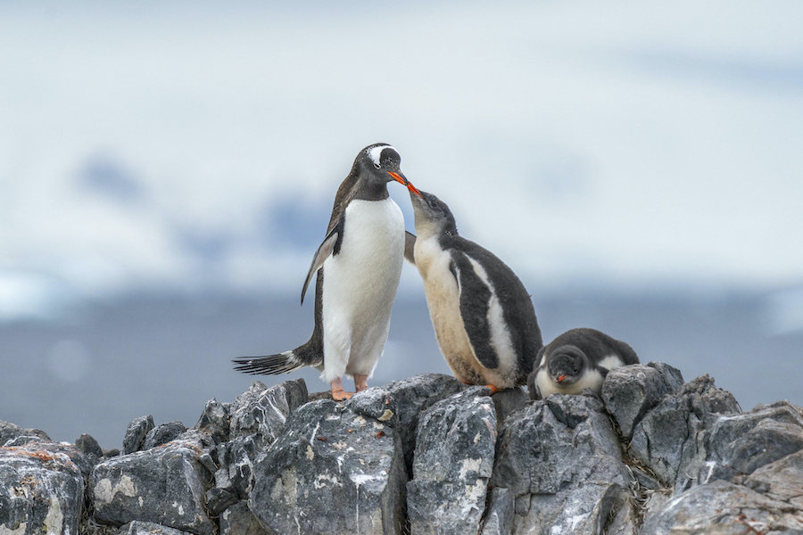 A gentoo penguin feeding its chick