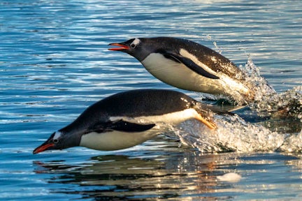 Two gentoo penguins porpoising through the water