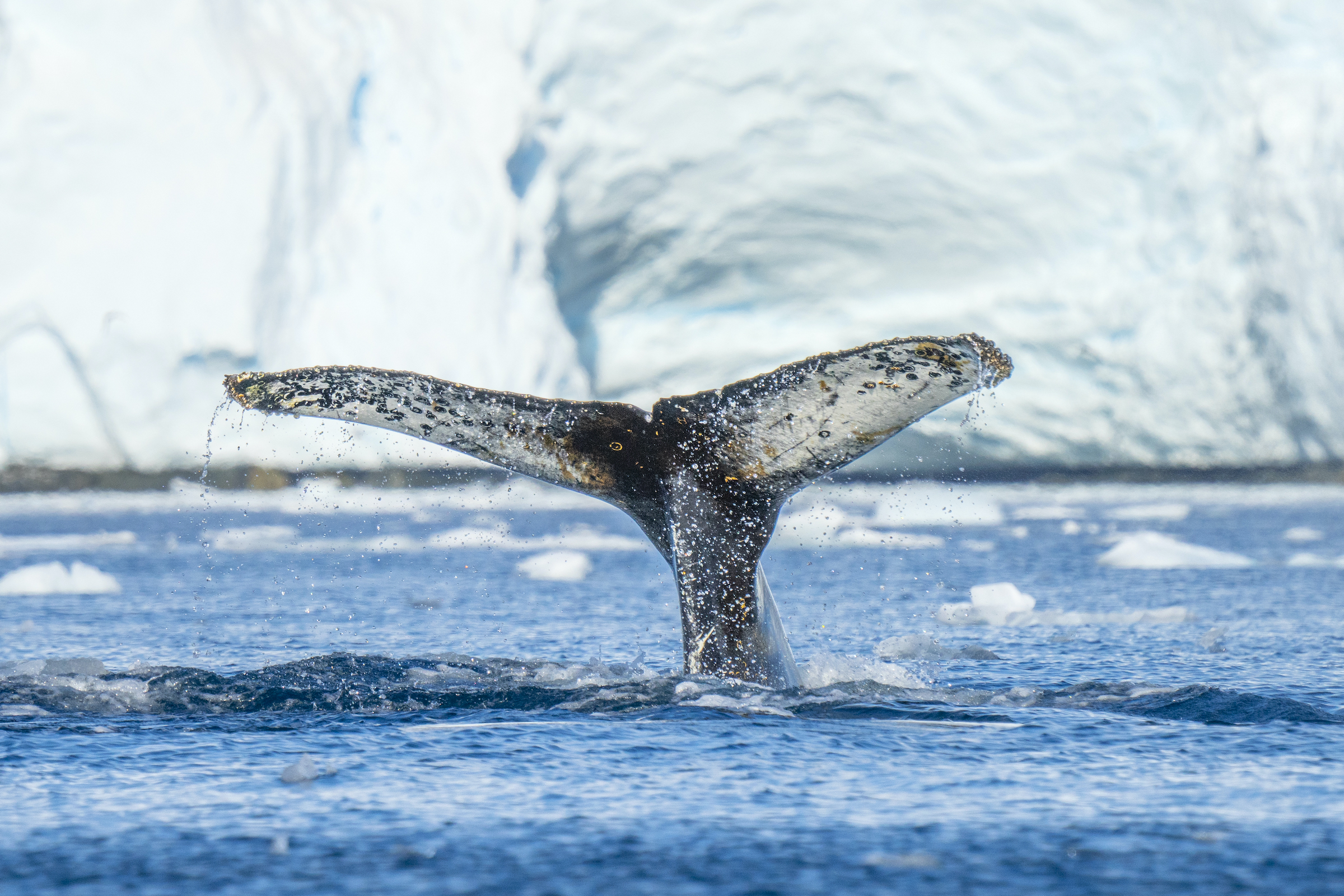 Humpback whale flukes in Antarctica