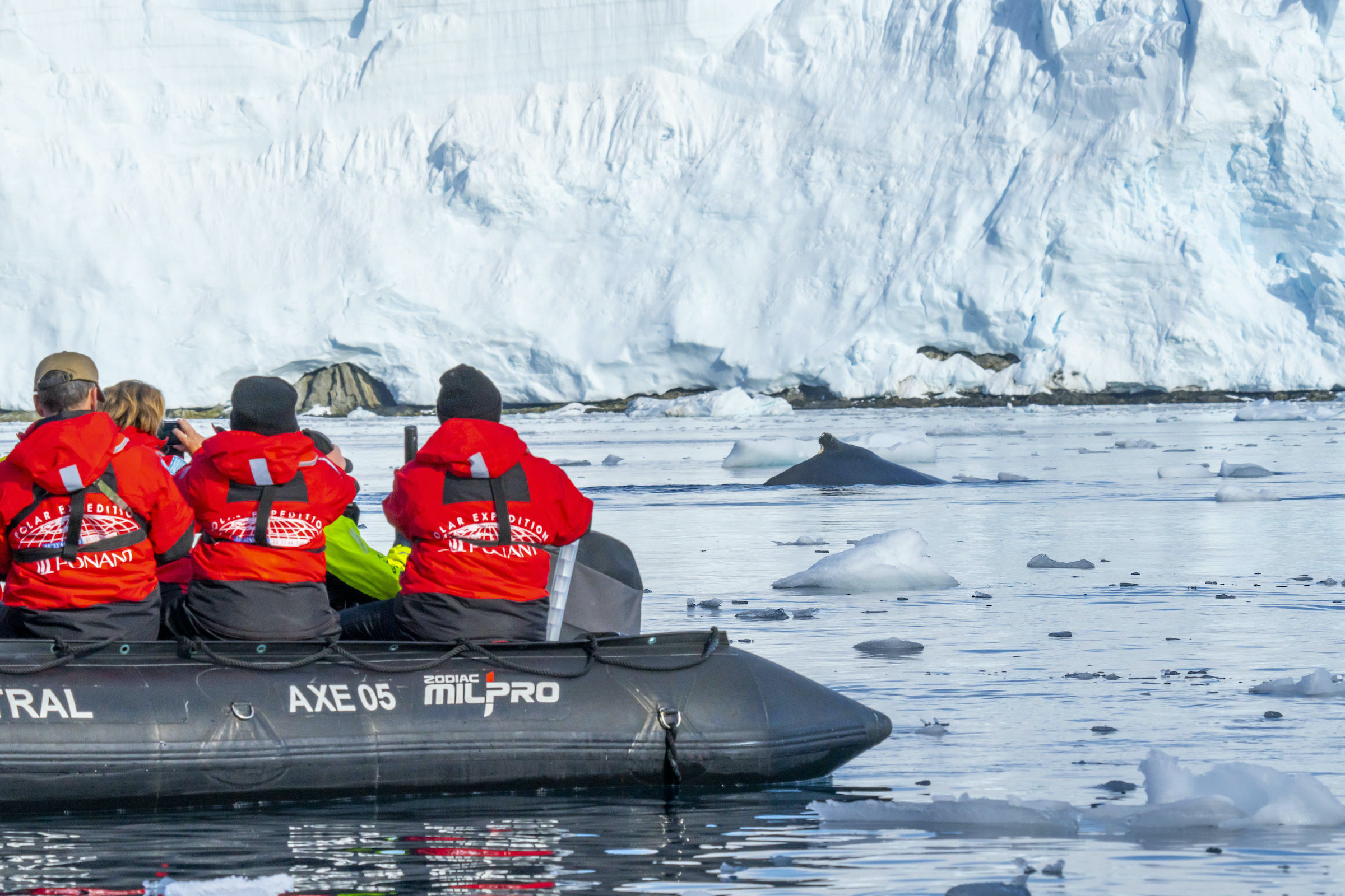 Watching a humpback whale from a zodiac in Wilhemina Bay