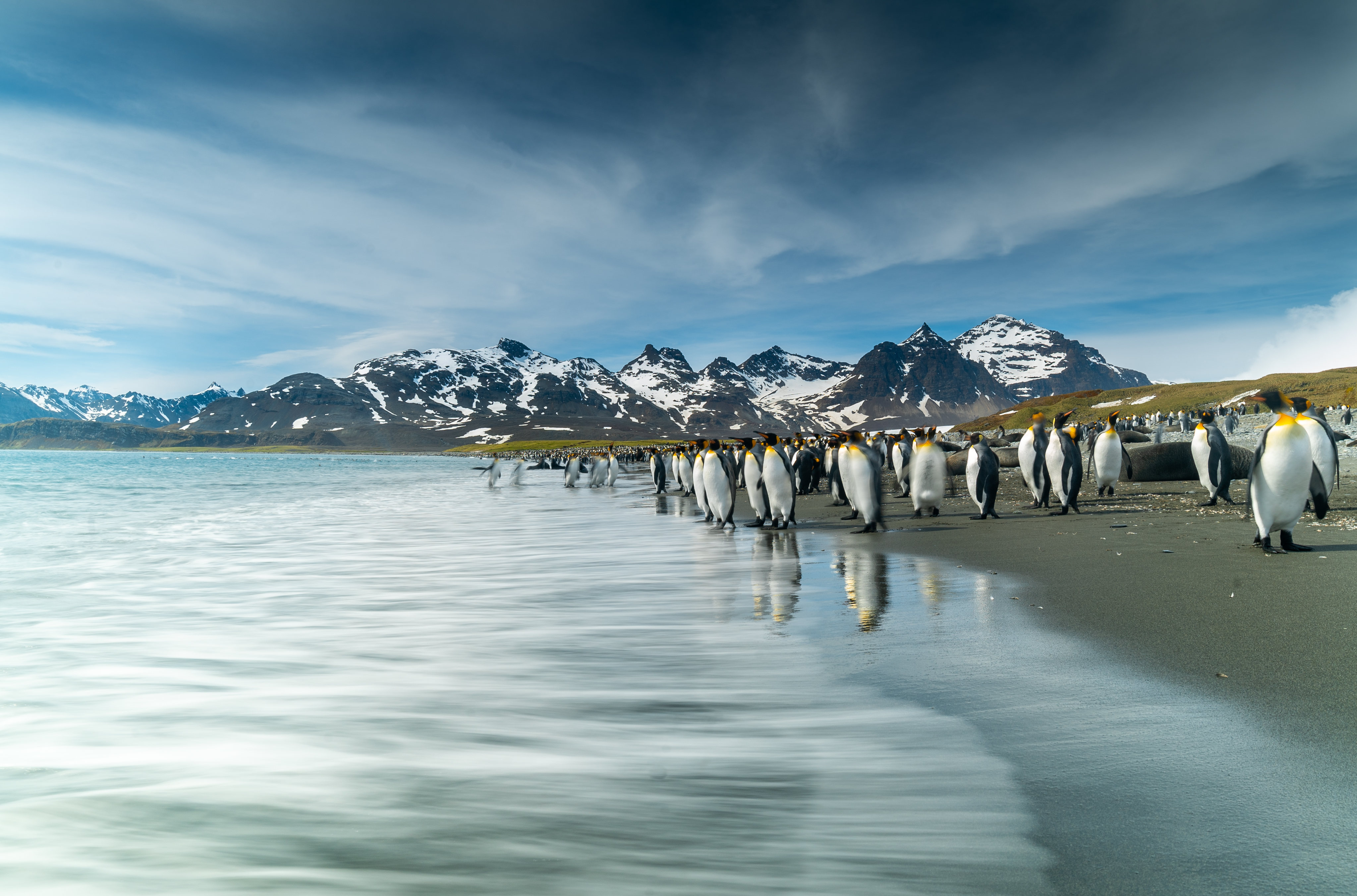 King penguins on the beach at St Andrews Bay in South Georgia