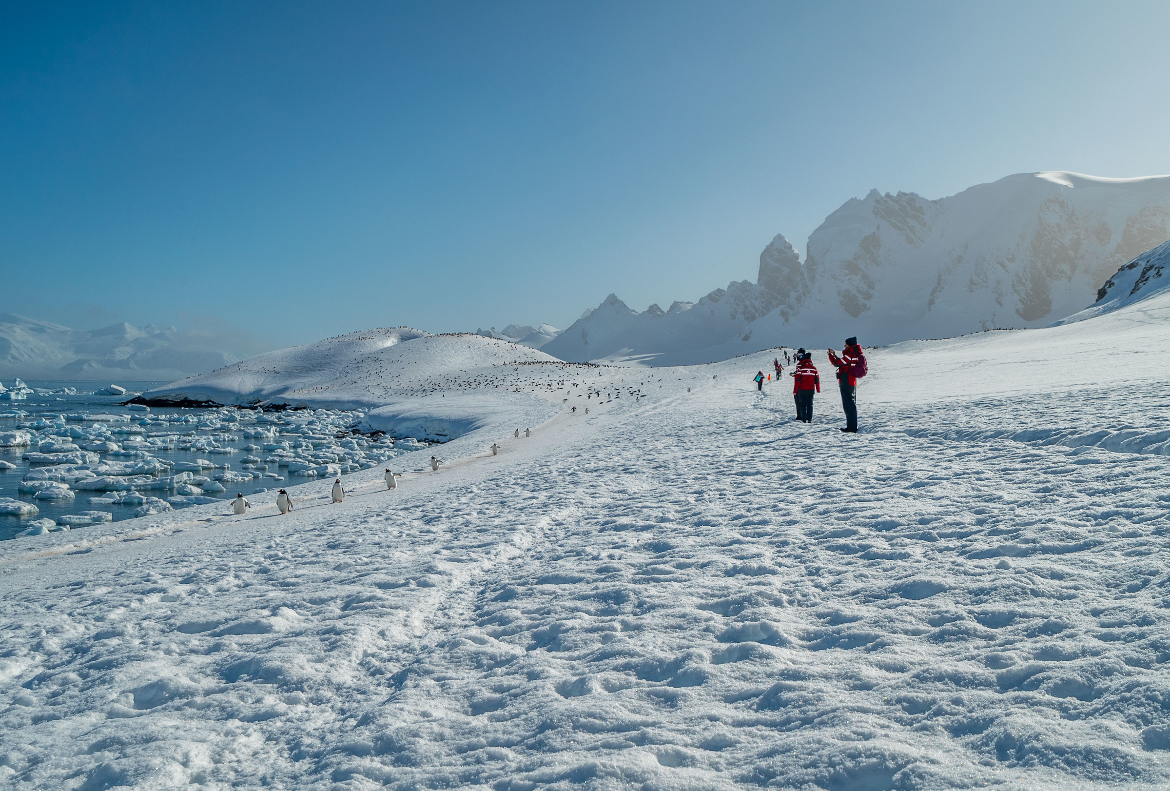 Tourists looking at a gentoo penguin highway on Cuverville Island