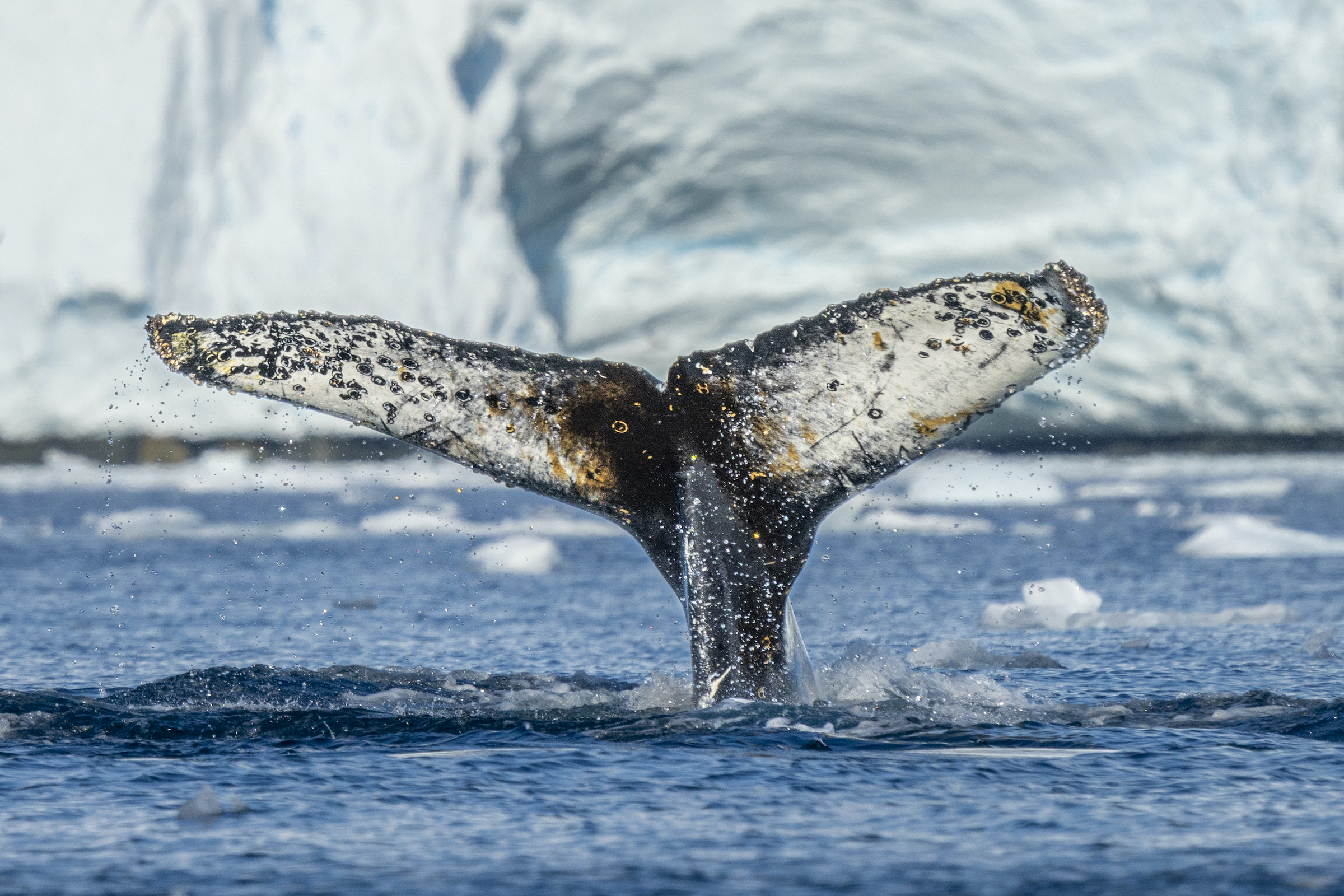 Humpback whale fluke in Antarctica