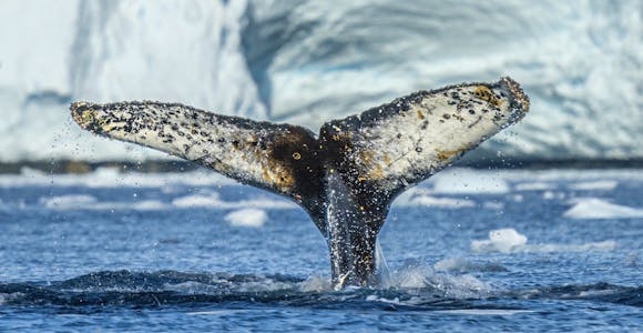 Humpback whale fluke in Antarctica