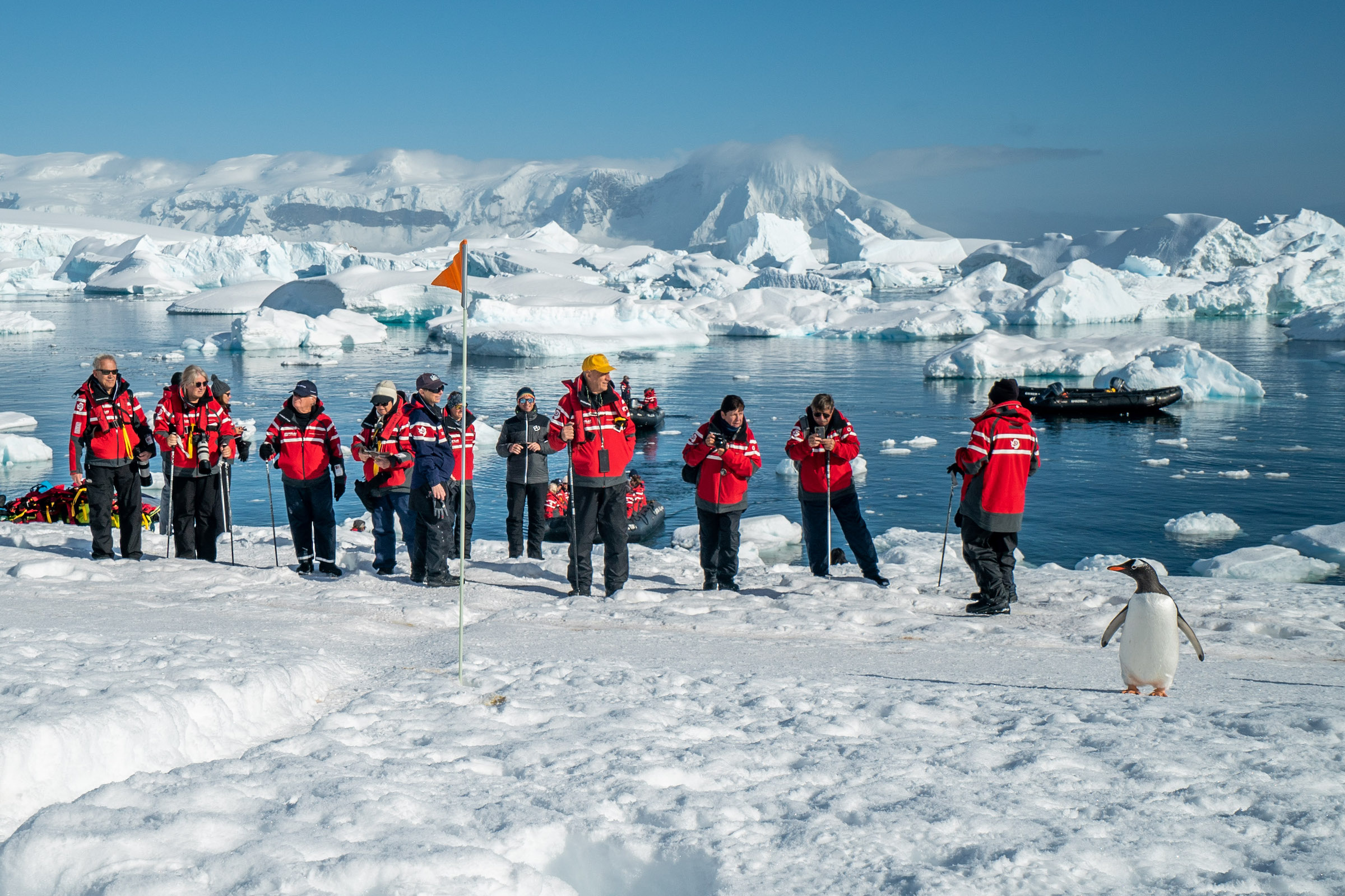 A group of tourists watch gentoo penguins using biosecurity guidelines in Antarctica