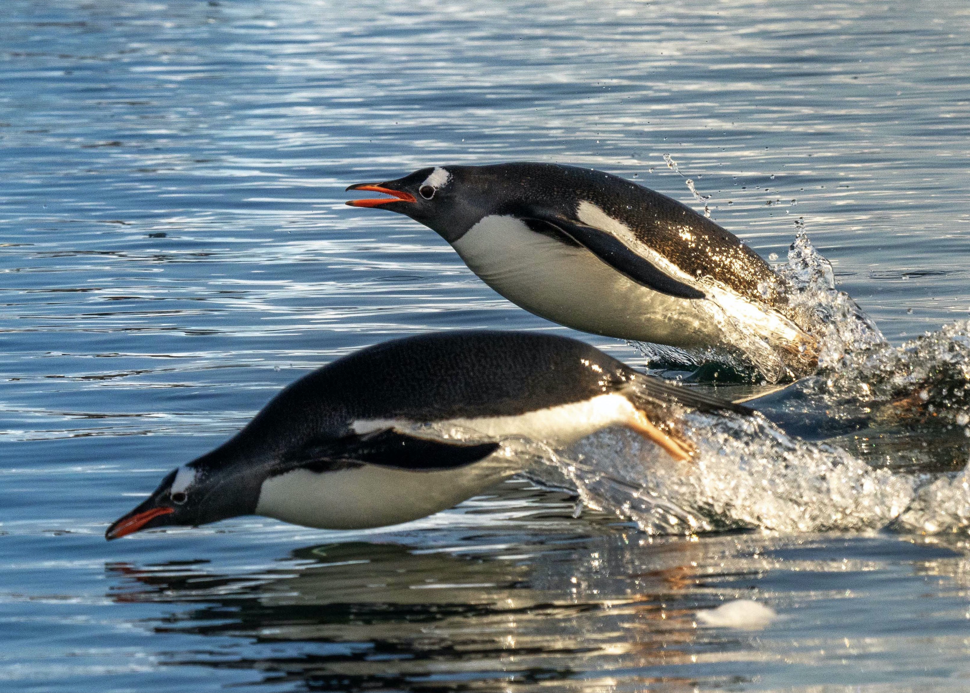 Two gentoo penguins porpoising through the water
