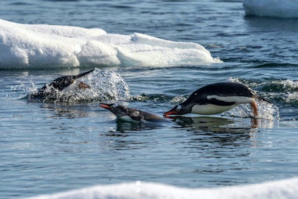 A group of gentoo penguins porpoising through the water in Antarctica