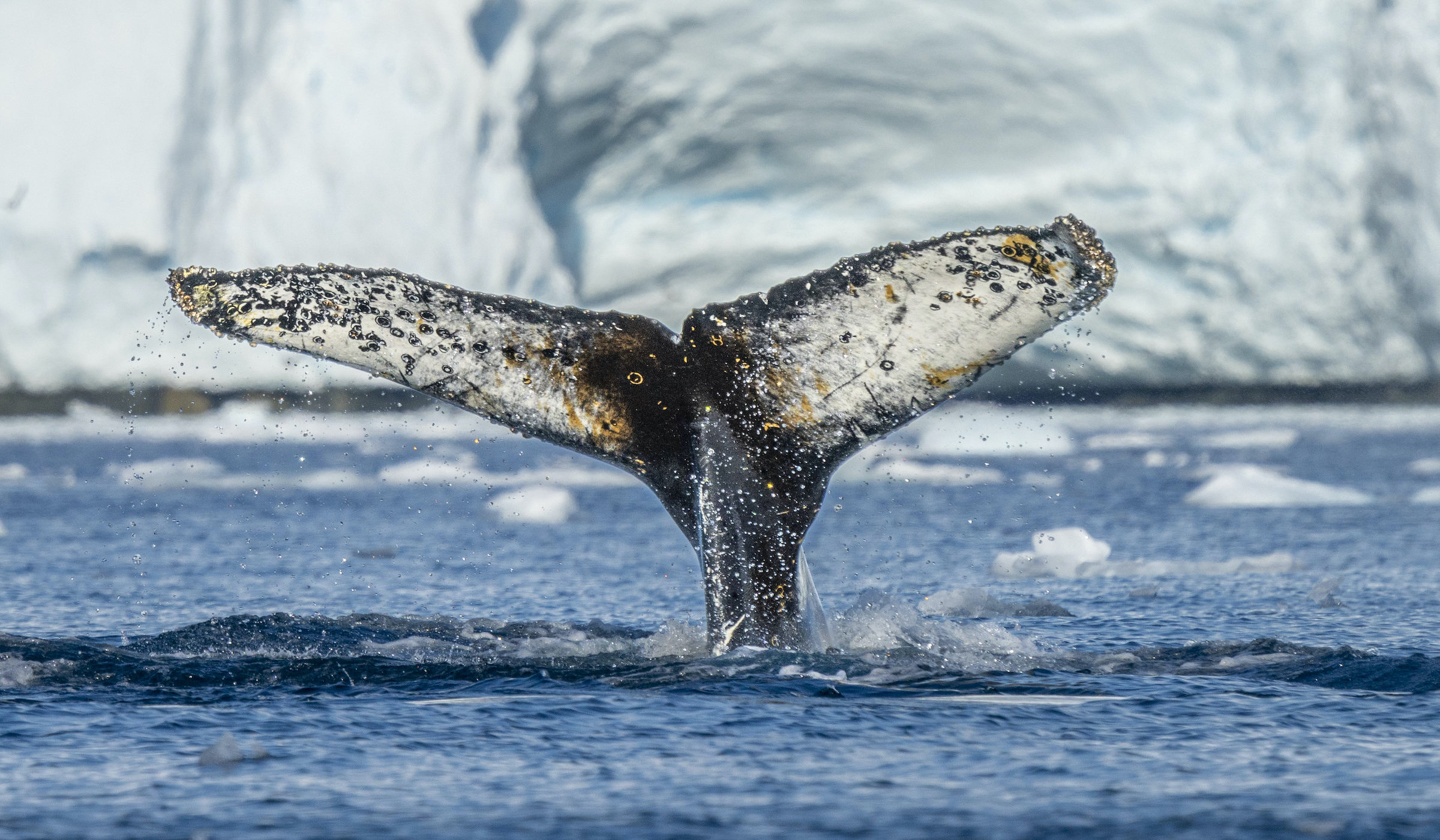 Humpback whale flukes